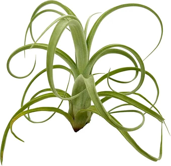 Live Air Plants - Tillandsia Curly Slim Jumbo – 1 Count 5-9 inches – Ideal for Gifts & Presents, Live Indoor Plants & Live House-Plants – Live Plants for Home décor, 30 Day Guarantee by GreenHaven Gardens