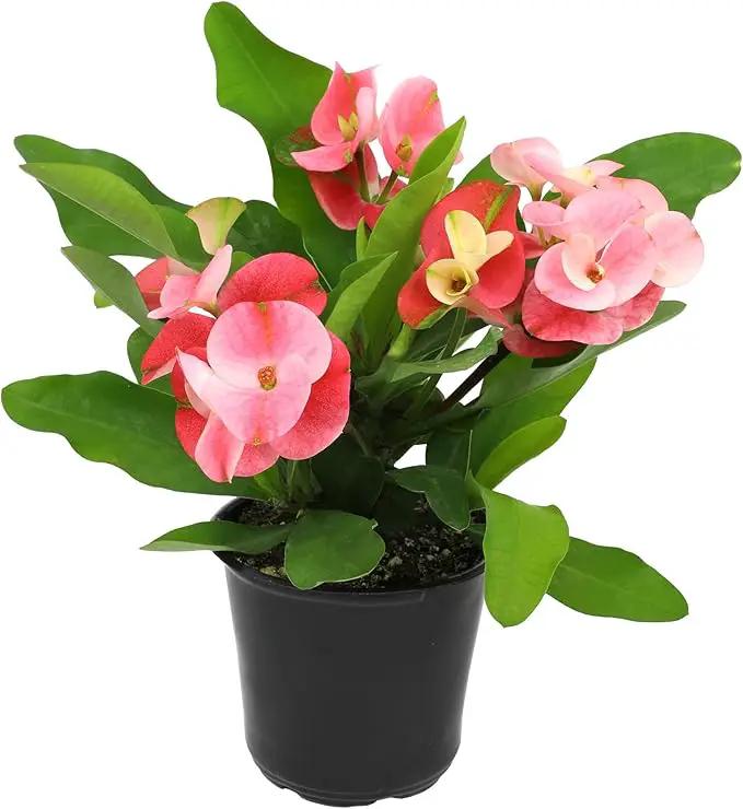 Euphorbia Crown of Thorns Plant Decor, Perennial Plants Ready to Plant, Cactus Plants Live Houseplants, Outdoor Plants Live House Plants Live Plants Indoor Plants Live Houseplants by Plants for Pets by GreenHaven Gardens