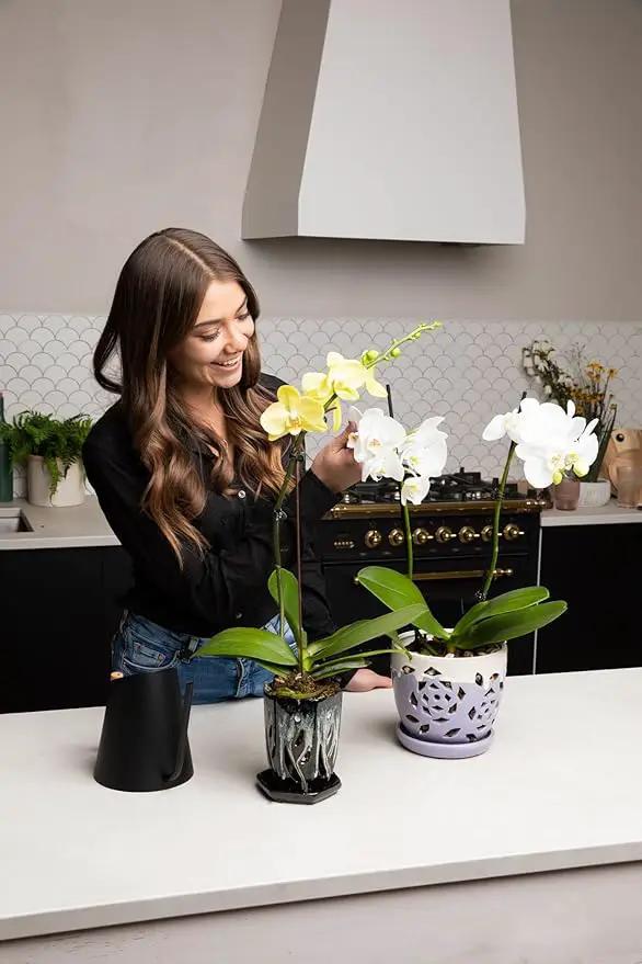 rePotme 4 x 6 inch Ceramic Orchid Pot (Cream Over Lavender) - Hexagon Orchid Pot with Holes by GreenHaven Gardens