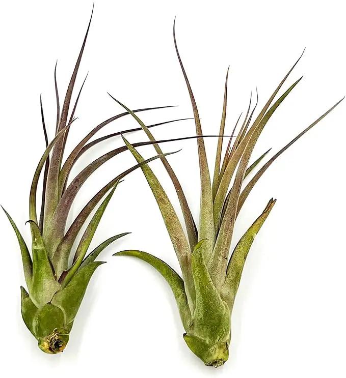 Live Air Plant – Tillandsia Capiput, Jumbo 6-9” - 2 ct - Live Arrival Guaranteed - House Plants for Home Decor & Gift by GreenHaven Gardens