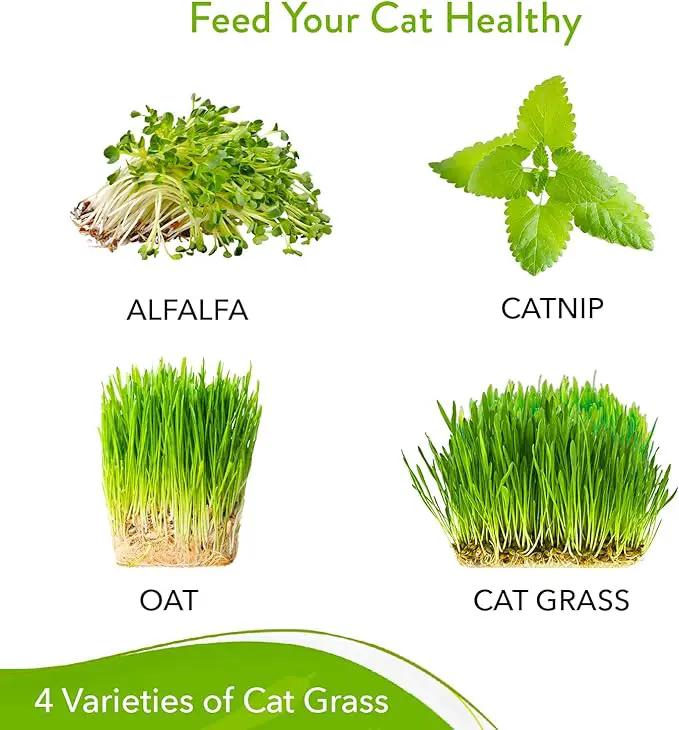 HOME GROWN 3200+ Cat Grass – 𝗡𝗢𝗡-𝗚𝗠𝗢 𝗨𝗦𝗔 Grown Catnip, Alfalfa, Oat, Cat Grass Mix – Indoor Cat Grass Kit Refill – High-Germination Pet Grass for Hairball Relief & Digestion by GreenHaven Gardens