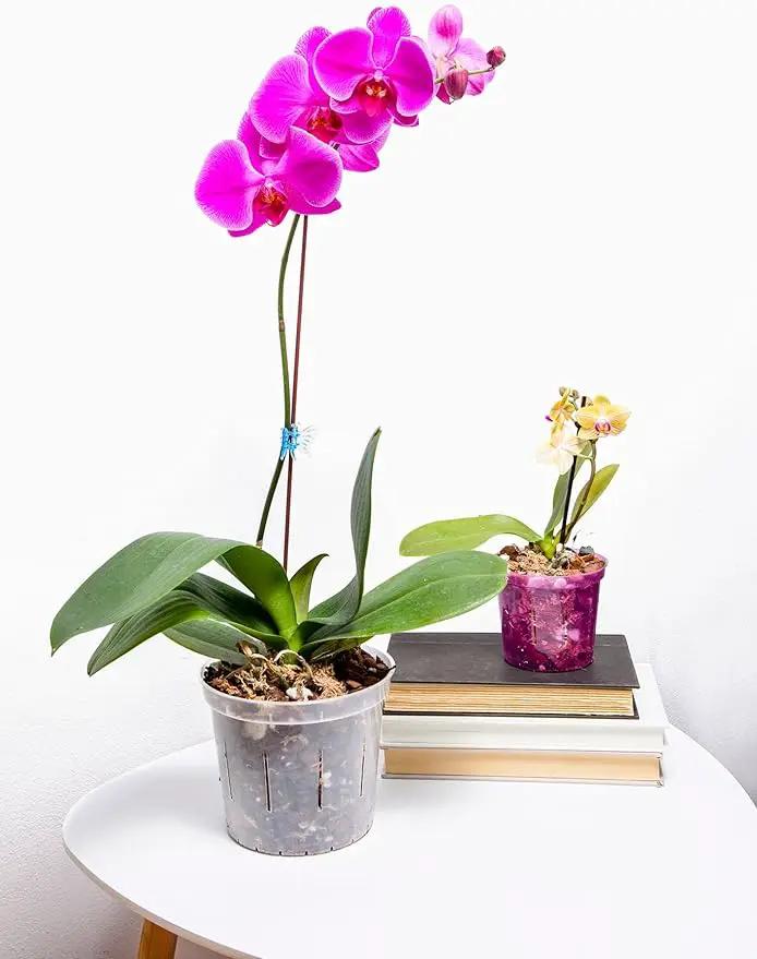 rePotme 5 inch Orchid Pot 3 Pack - Slotted Orchid Pots with Holes for Repotting (Crystal Clear) by GreenHaven Gardens