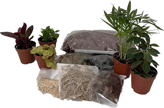 Hirt's Terrarium Kit with 5 Terrarium Plants in 2" Pots by GreenHaven Gardens