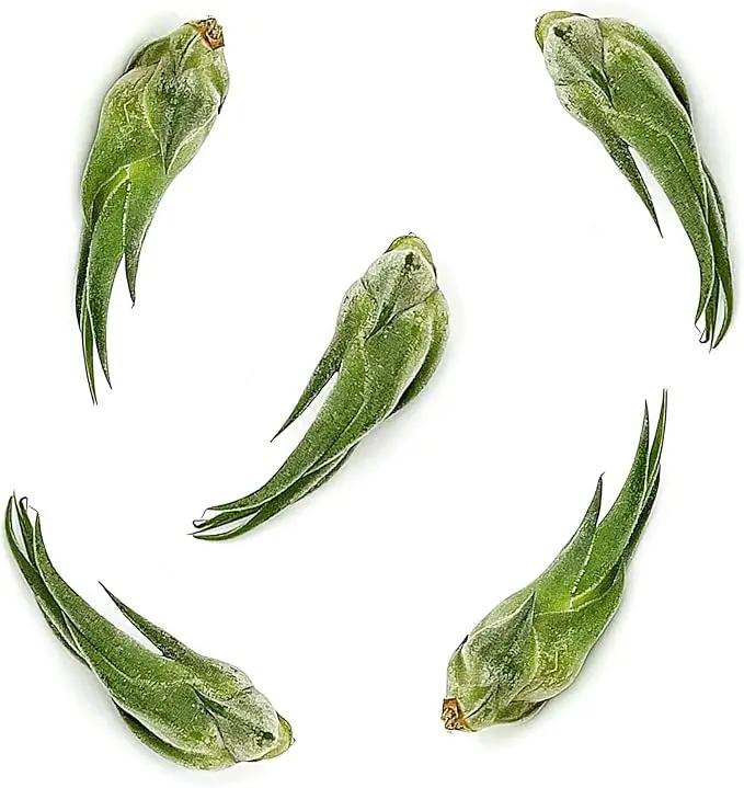 Air Plants - Tillandsia Seleriana, Large 4-6" - 5ct - Live Arrival Guaranteed - House Plants for Home Decor & Gift by GreenHaven Gardens