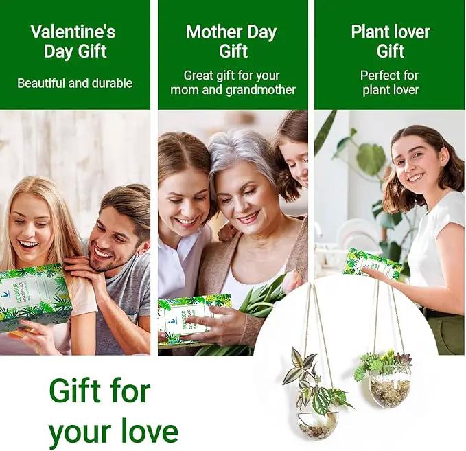 Wall Hanging Glass Planter Air Planter Terrarium Vase Propagation Stations for Hydroponic Plants, Succulent Moss Tillandsias Air Plants Globe,Home Office Garden Decor, Set of 2 by GreenHaven Gardens
