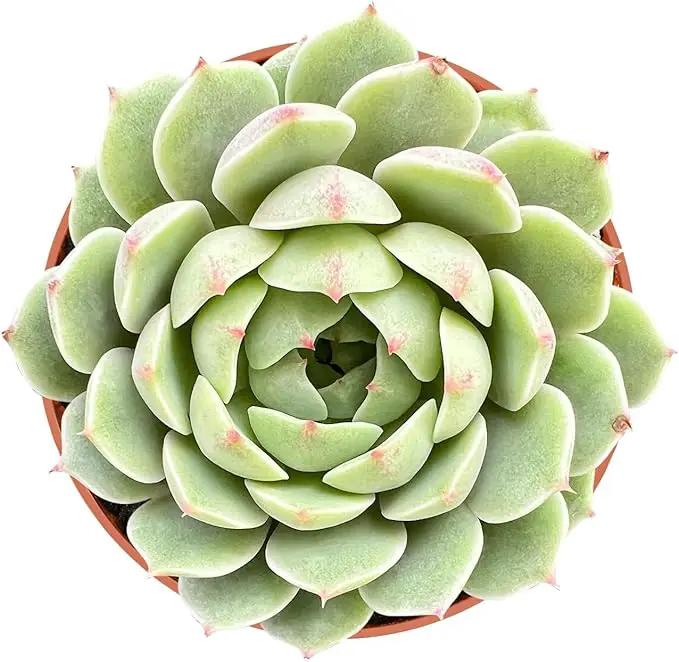 Live Succulent Plants Echeveria 'Ben Badis', Easy Care Potted Succulents, Approx 4" D x 4" H, Indoor Houseplant, Unique Gifts, Home Office Décor by GreenHaven Gardens