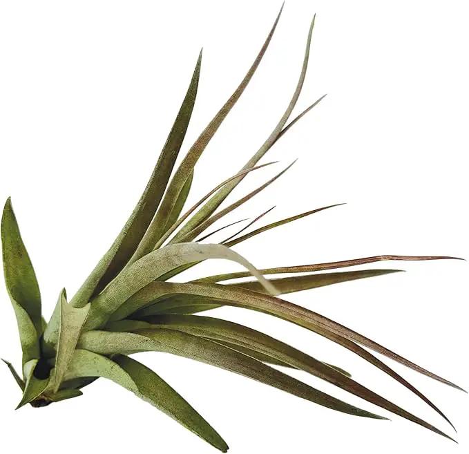 Air Plants - Tillandsia Brachycaulos Multiflora, Jumbo 5-7" - 1 ct - Live Arrival Guaranteed - House Plants for Home Decor & Gift by GreenHaven Gardens