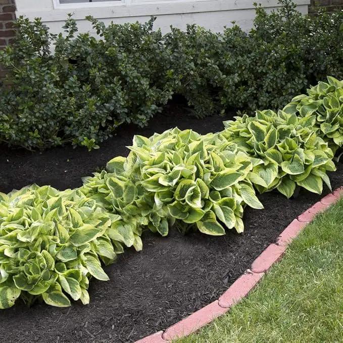 Ultimate Hosta Garden Collection 6-Pack of Bare Roots Hardy Mixed Heart-Shaped Hosta - Rich Green Foliage, Low Maintenance, Heart Shaped Leaves Great Perennials - 1000'S Sold by GreenHaven Gardens