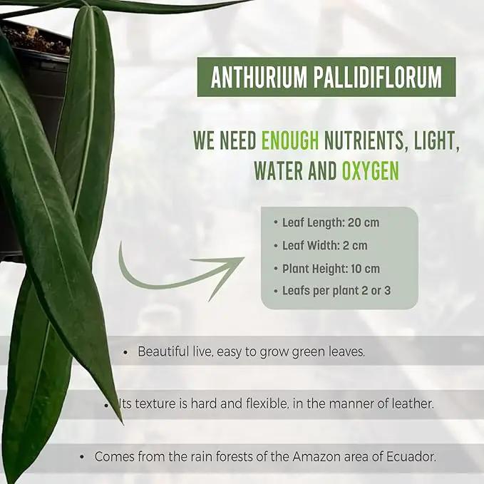 LEAL PLANTS ECUADOR Anthurium Pallidiflorum Live Plants| Green Live House Plant for Indoors|Rare and Exotic Indoor Plants for Living Room|Anthuriums Live Plants |Pallidiflorum Live Heart Plant by GreenHaven Gardens