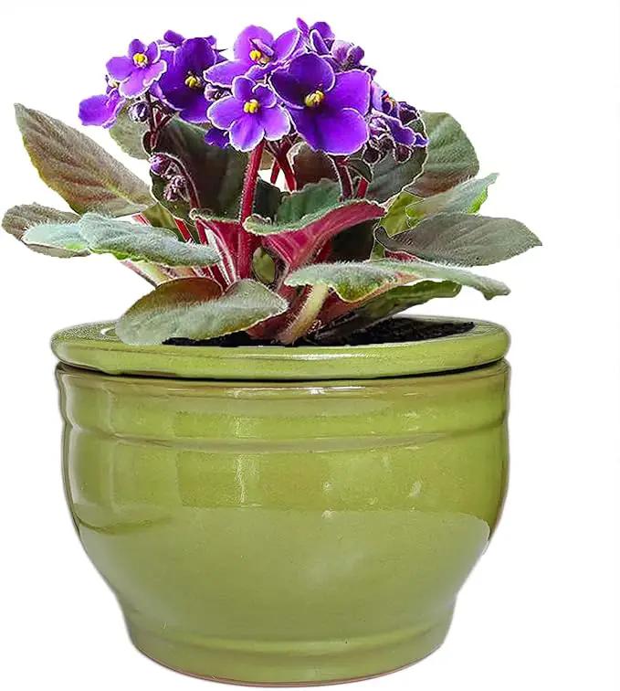 African Violet Pots Self Watering Round Ceramic Violet Pot (Green, 6 inch) by GreenHaven Gardens