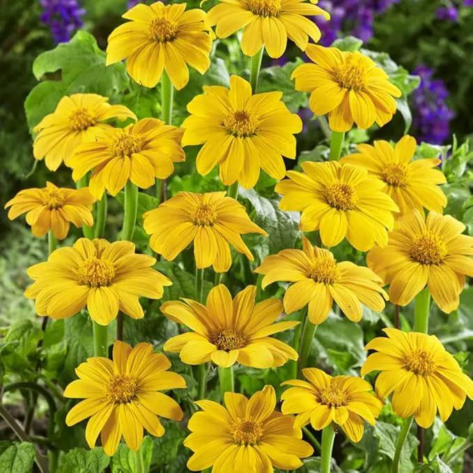 Outsidepride Yellow Torch Mexican Sunflower Seeds - 500 Pcs Annual, Easy-to-Grow, Yellow Tithonia Speciosa Flower Seeds w/Drought-Tolerant Blooms for Pollinator Gardens & Vibrant Summer Landscaping by GreenHaven Gardens