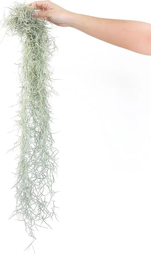 Thick Colombian Spanish Moss Live Strands with Wire Hook - Tillandsia Usneiodes - Live Tillandsia Succulent House Plants - Home and Garden Decor - Easy Care Indoor and Outdoor Plants by GreenHaven Gardens