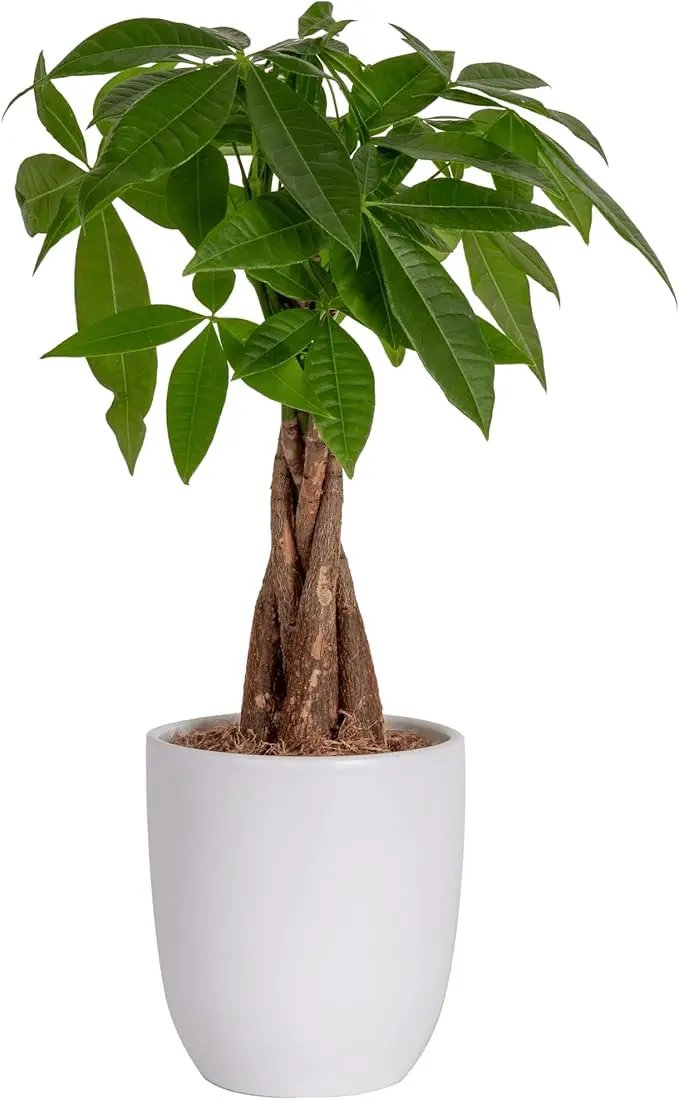 Costa Farms Money Tree, Easy Care Indoor Plant, Live Houseplant in Ceramic Planter Pot, Bonsai Potted in Potting Soil, Home Décor, Birthday Gift, New Home Gift, Outdoor Garden Gift, 16-Inches Tall by GreenHaven Gardens
