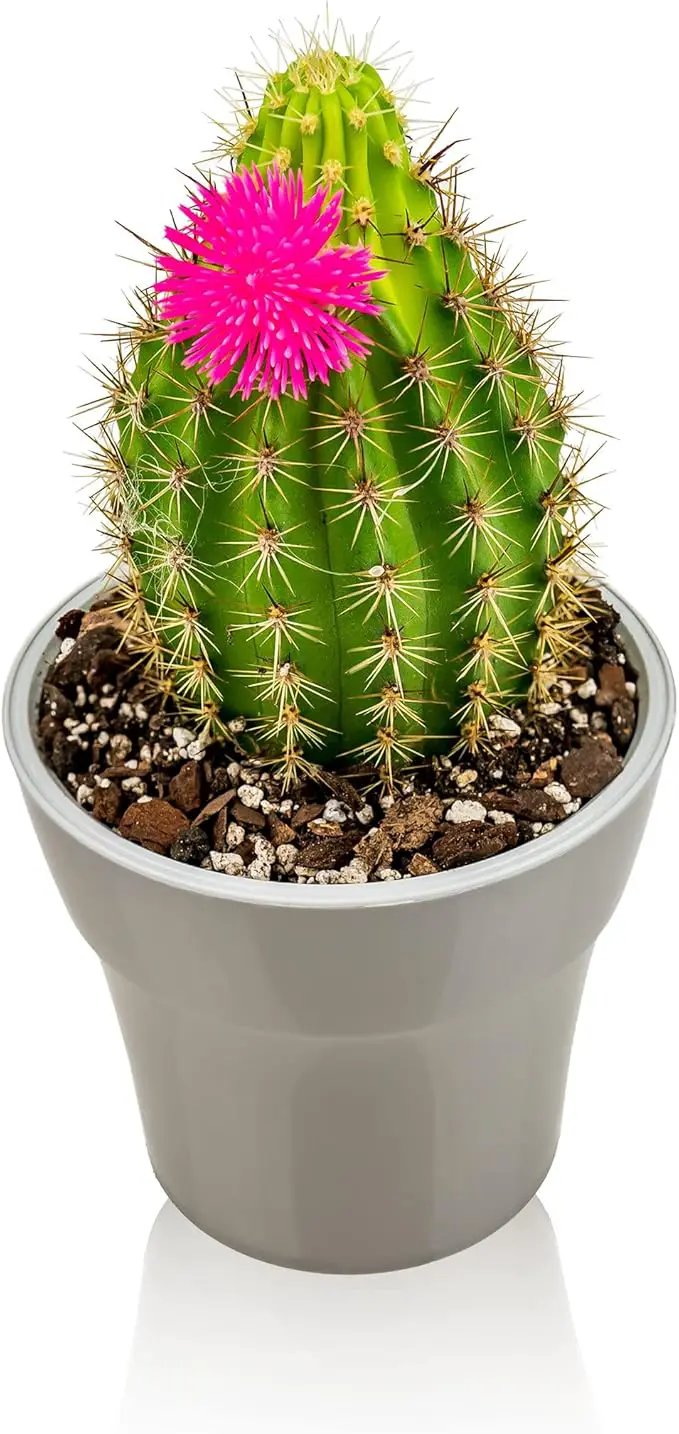Professional Succulent Soil Premium All Purpose Blend | Pre-Mixed Ready to Use for Cactus and Succulents | Sphagnum Peat Moss, Perlite, New Zealand Pine Bark - Made in USA - 4 Quart by GreenHaven Gardens