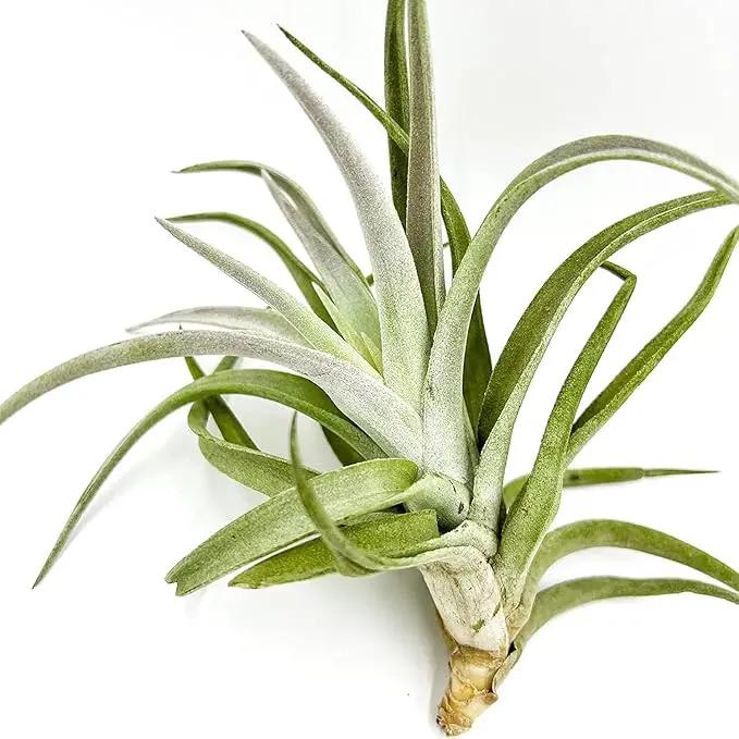 Air Plants - Tillandsia Cacticola, Jumbo 6-9" - 3ct - Live Arrival Guaranteed - House Plants for Home Decor & Gift by GreenHaven Gardens