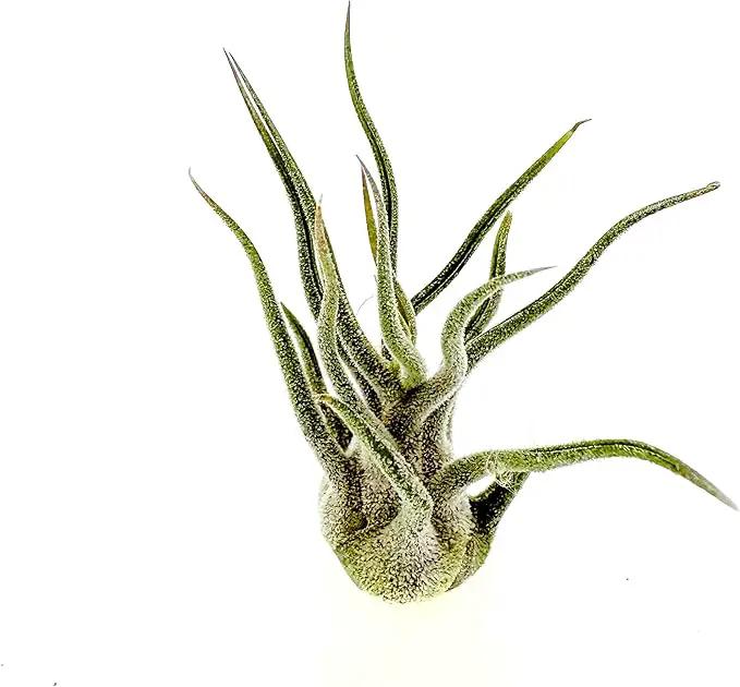 Air Plants - Tillandsia Pruinosa, Large 3-5" - 1ct - Live Arrival Guaranteed - House Plants for Home Decor & Gift by GreenHaven Gardens