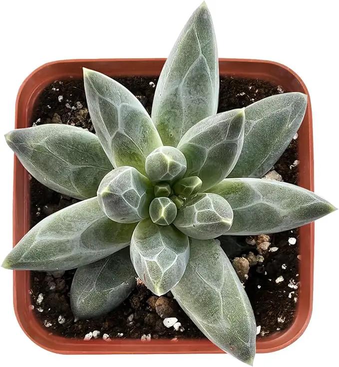 2" Rare Succulent pachyphytum compactum, Live Succulents Plants Fully Rooted in Grower Pots, Unique Gift for Wedding Favor, Party Favor by GreenHaven Gardens