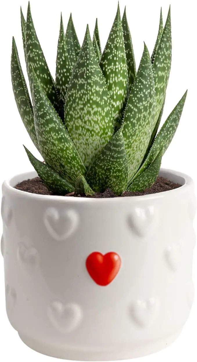 Costa Farms Haworthia Succulent, Easy to Grow Live Plant in Indoor Houseplant Pot, Potting Soil, 4-Inches Tall, Home & Room Decor by GreenHaven Gardens