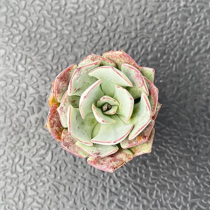 Live Succulent Echeveria 'Strictiflora VAR. Novas', Approx 2-inch Large, Potted Succulents, Fully Rooted, Easy Care House Plants by GreenHaven Gardens
