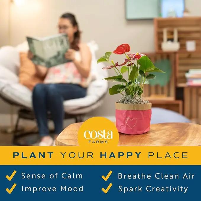 Costa Farms Bromeliad Live Plant, Live Indoor Flowering Plant, Houseplant Potted in Eco-Friendly Washable Paper Planter with Potting Soil Mix, Tabletop Room Decor, Grower's Choice, 12-Inches Tall