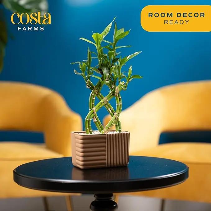 Costa Farms Lucky Bamboo Plant, Easy to Grow Live Houseplant in Indoor Bamboo Pot, Potting Mix, Grower's Choice, Birthday Gift, Home, Office, Plant Shelf Zen Room Decor, 12-Inches Tall by GreenHaven Gardens