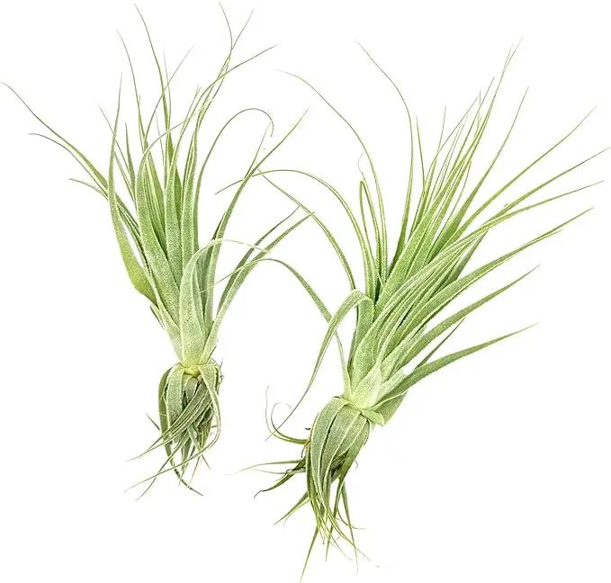 Live Air Plant - Tillandsia Gardneri 5-7” - 2ct - ragnaroc Rare Collectors Indoor Tropical Plant - Live Arrival Guaranteed - House Plants for Home Decor & Gift by GreenHaven Gardens