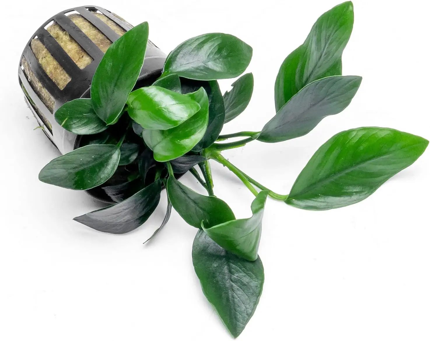 Anubias Live Aquarium Plants - Potted Freshwater Plant for Fish Tanks, Terrariums - Beginner Friendly Low Light (Spear Leaf, 3 Pots) by GreenHaven Gardens