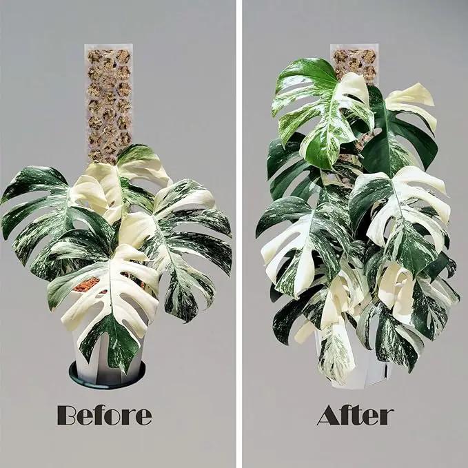 Plastic Moss Pole 4 Pcs Plant Stakes Extending to 62 Inch for Training Indoor Climbing Plants Such as Monstera to Grow Upwards-Use Plant Support Poles Work with Sphagnum Moss or Other soils by GreenHaven Gardens