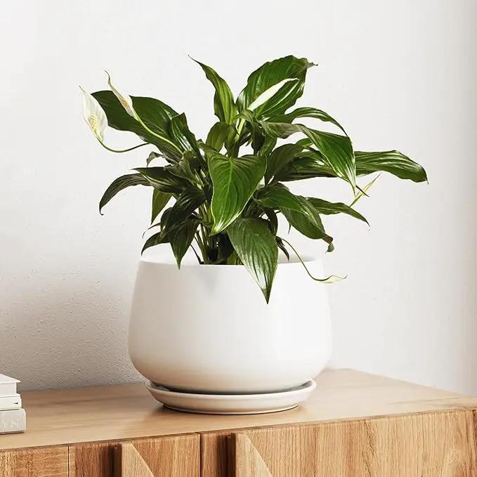 LE TAUCI Ceramic Planter, 10 Inch Plant Pot with Drainage Hole & Saucer – Durable Indoor Planter for Modern Home Decor, White by GreenHaven Gardens