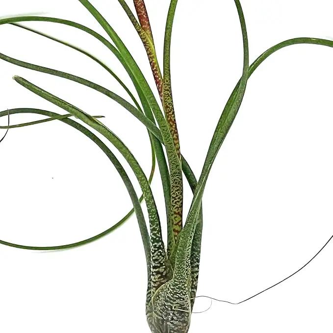 Live Air Plants - Tillandsia Butzii, Jumbo 7-9" - 3ct - Live Arrival Guaranteed - House Plants for Home Decor & Gift by GreenHaven Gardens
