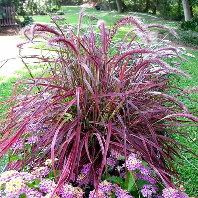 Pack 3 Fountain Grass Plants Live, 5-9 Inch Tall, Ornamental Grasses Live Plants Perennial, Well-Rooted Perennial Grass Clumps (Purple Fountain Grass) by GreenHaven Gardens