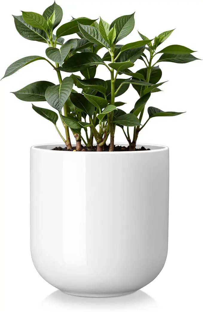 vancasso 6 Inch Ceramic Plant Pots, Planters with Drainage Hole, Flower Pots Planters Pots for Indoor Plants, Modern Indoor Decorative Garden Pot, Home Decor, White by GreenHaven Gardens