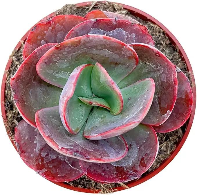 Live Succulents Echeveria Big Red (4-inch), Succulent Plants Fully Rooted in Pots with Soil, Easy-Care House Plant for DIY, Home Office Decor, Wedding Party Favor by GreenHaven Gardens