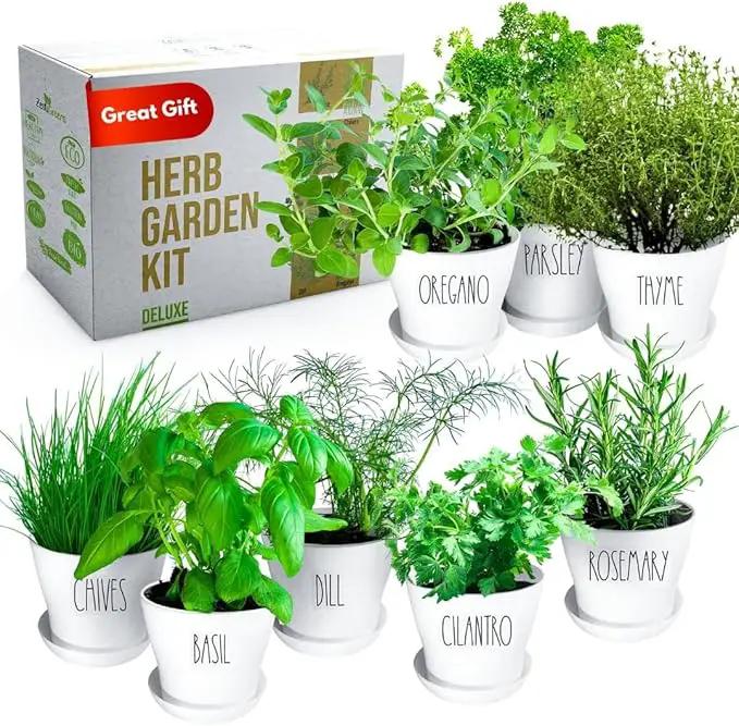 Deluxe Indoor & Outdoor Herb Garden Kit – 8 or The Most Popular Culinary Herbs with Pots & Soil for Windowsill or Patio Growing by GreenHaven Gardens