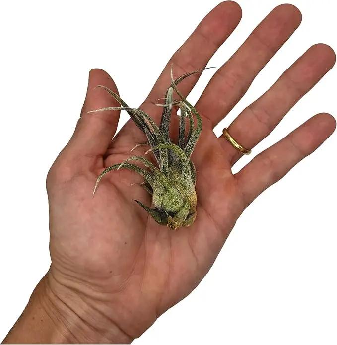 Air Plants - Tillandsia Pruinosa, Large 3-5" - 5ct - Live Arrival Guaranteed - House Plants for Home Decor & Gift by GreenHaven Gardens