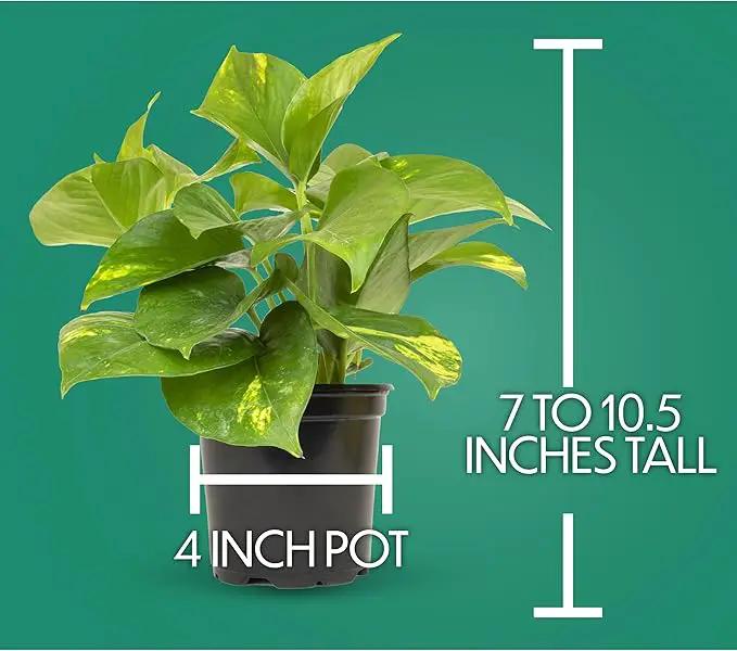 Essential Houseplant Collection (3PK) Live Plants Indoor Plants Live Houseplants in Plant Pots, Easy House Plants Indoors Live, Snake Plant, Pothos in Potting Soil, Clean Air Plants by Plants for Pets by GreenHaven Gardens