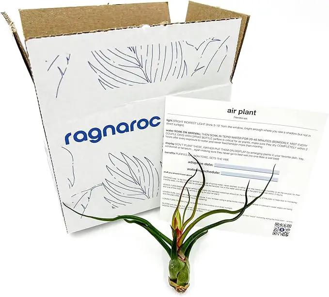 Air Plants - Flowering Tillandsia Bulbosa Guatemala, Large 3-5" - 1ct - Live Arrival Guaranteed - House Plants for Home Decor & Gift by GreenHaven Gardens