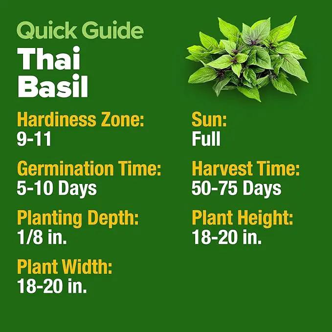 HOME GROWN Thai Basil Seeds Pack - 876 High Germination 𝗡𝗢𝗡-𝗚𝗠𝗢 𝗨𝗦𝗔 Heirloom Herb Seeds for Planting,Ideal for Growing Fresh Basil Planting Indoor or Outdoor(Ocimum basilicum var.thyrsiflora) by GreenHaven Gardens
