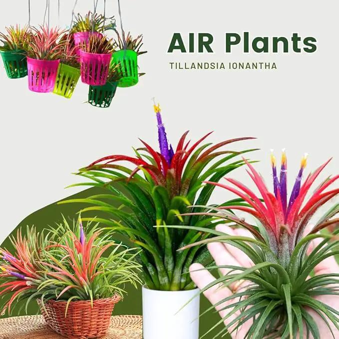 Air Plants, Tillandsia Air Plants Live Houseplants for Garden, 14 Red Lonantha Tillandsia Plant, Air Plant for Planting, 2 to 3 Inc Long by GreenHaven Gardens