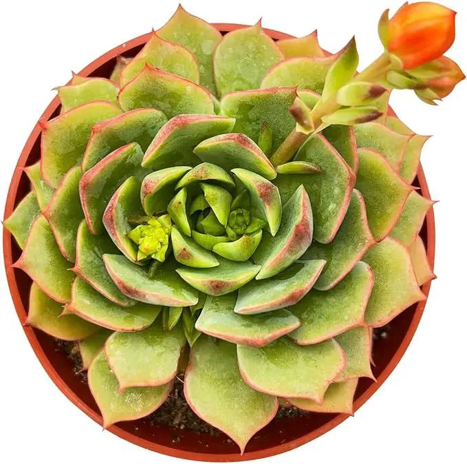 4-inch Succulent Echeveria 'Ramillette', Live Succulents Plants Fully Rooted in Pots with Soil, Easy-Care House Plants for DIY, Home Office Decoration by GreenHaven Gardens