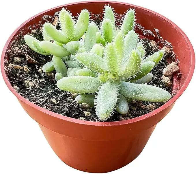 Live Succulent Plants Variegated 'Picklee Plant', Easy Care Potted Succulents, Approx 4" D x 4" H, Indoor Houseplant, Unique Gifts, Home Office Décor by GreenHaven Gardens
