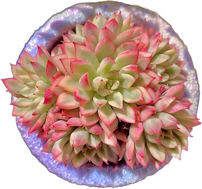 FWPP Live Succulent Echeveria Mebina Variegata,3.5 Inches Mini Succulents Plants Live,Bare Root Without Pot Soil,Clustered Live Plants,House Plants for Gift Party Wedding Garden Baby Shower DIY Decor by GreenHaven Gardens