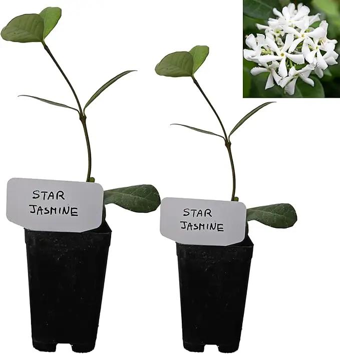 Star Jasmine/Confederate Jasmine - Trachelospermum Jasminoides. Live. Fragrant Flowers. (2 Plants in Sac) by GreenHaven Gardens