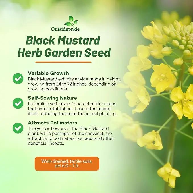 Outsidepride Black Mustard Seeds - 10000 Pcs Nutrient-Rich, Flavorful Annual Microgreen Seeds for Planting, Easy-to-Grow, Ideal for Indoor & Outdoor Cultivation, Soil & Hydroponic Systems by GreenHaven Gardens