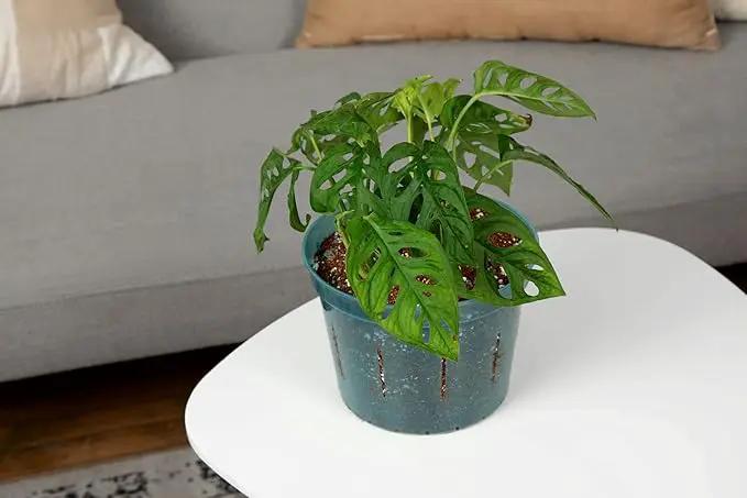 rePotme Orchid Pot - 8 inch Slotted Orchid Pots with Holes - 3 Pack (Blue Sapphire) by GreenHaven Gardens