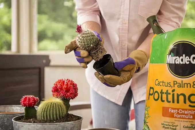 Miracle-Gro Cactus, Palm & Citrus Potting Mix, 8 qt. (3-Pack) by GreenHaven Gardens