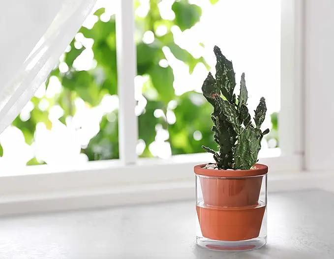 D'vine Dev 4 Inch Design Self Watering Pot for Indoor Plants, Terracotta Planter with Cylinder Glass Cup, Set of 1, 37-X-A-1 by GreenHaven Gardens