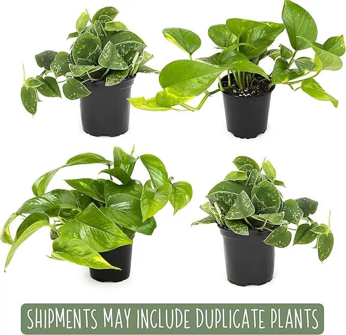 Altman Plants Live Succulents (20 Pack) & Live Pothos Plants (4PK) Indoor House Plants by GreenHaven Gardens