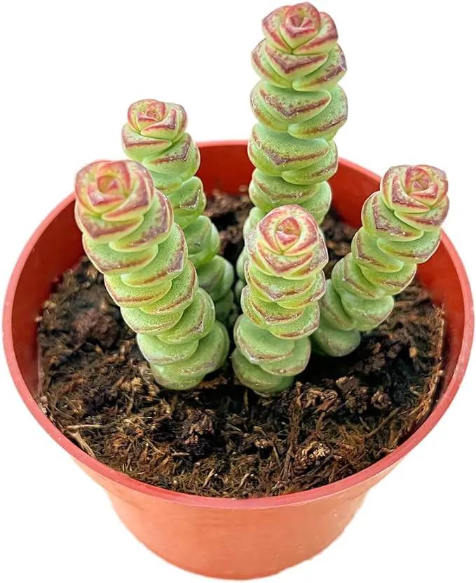 Live Succulents Crassula Baby's Necklace (4-inch), Succulent Plants Fully Rooted in Pots with Soil, Easy-Care House Plant for DIY, Home Office Decor, Wedding Party Favor by GreenHaven Gardens