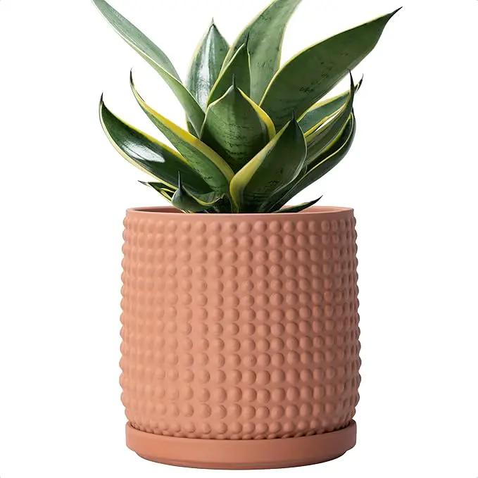 D'vine Dev 6 Inch Terracotta Beaded Planter Pot - Flower Pot with Drainage Hole and Saucer for Indoor Succulent Plants or Flowers, Terracotta, 27-C-X-7 by GreenHaven Gardens